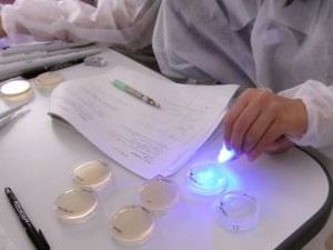 遺伝子組み換え実験成功